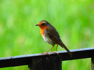 Robin on a fence
