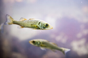 Tout petit poisson dans un aquarium d'eau douce