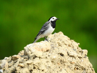 White wagtail