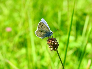 Polyommatus icarus