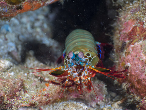 Peacock mantis shrimp leaning out of its burrow (Mergui archipelago, Myanmar)