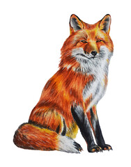 Fox on a white background. Watercolor Illustration. Template. Closeup. Hand drawn.
