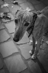 Black and white portrait of a dog
