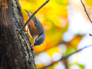 Eurasian nuthatch