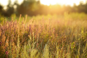 Obraz premium Beautiful field with wild flowers in morning