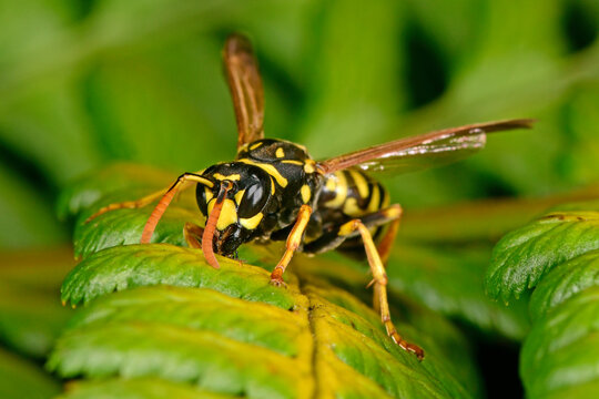 Heide-Feldwespe (Polistes nimpha) - paper wasp