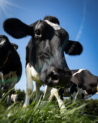 Kuh guckt von oben in die Kamera