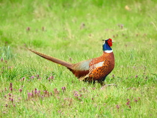 Pheasant male in the grass