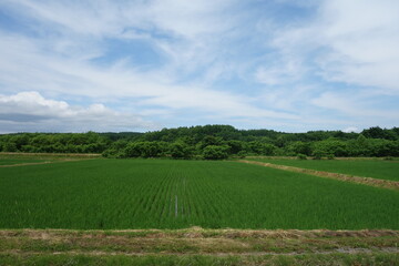 Fototapeta na wymiar 夏の田んぼの風景