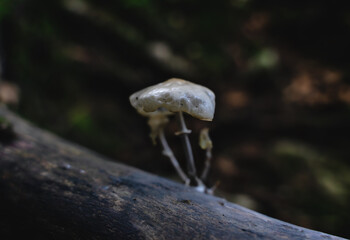 Melting porcelain mushrooms - Oudemansiella mucida - on a tree trunk in dark forest, Austria