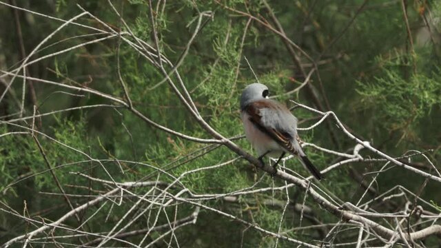 Red-backed shrike perched on a tree