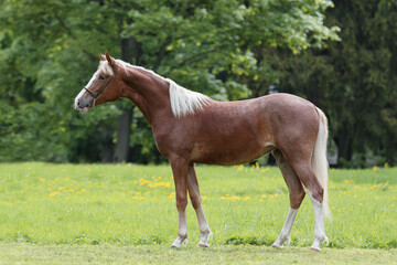 Naklejka na ściany i meble Chestnut horse with a long white mane stands on natural summer background, profile side view, exterior 