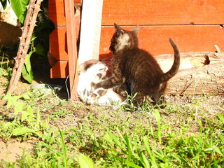 Kitten fight