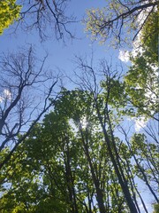 trees and sky