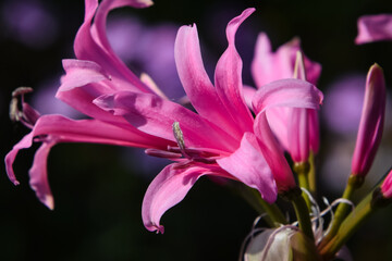 close up of a pink lily