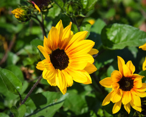 sunflower in the garden
