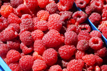 Fresh ripe red raspberries in a plastic crate on a  market . Close-up..