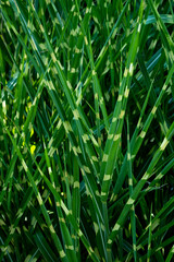 Obraz premium Pflanze Gras gestreift