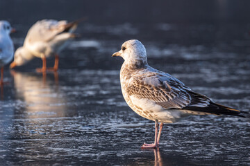 Gulls in a winter day, standing on frozen surface of the river. Sunny morning on a cold winter day. Thin ice on the river.
