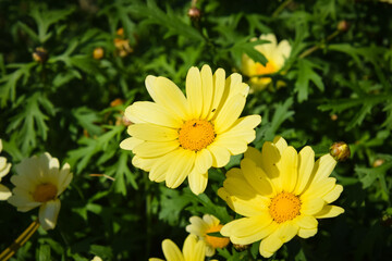 yellow flower