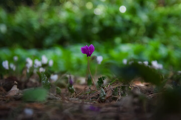 purple crocus flower