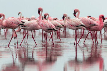 Group birds of pink african flamingos  walking around the blue lagoon