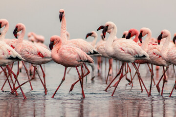 Group birds of pink african flamingos  walking around the blue lagoon