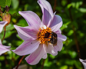 pink and white flower with bee