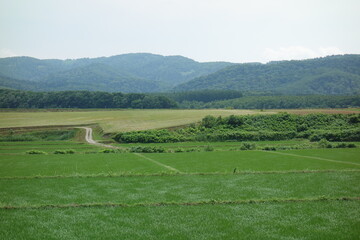 夏の田んぼの風景