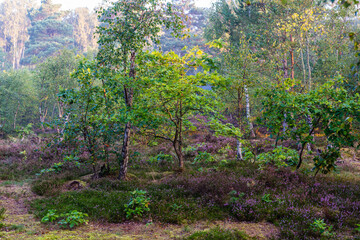 fairy tale forest in autumn