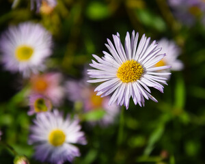 Obraz premium daisies in the garden