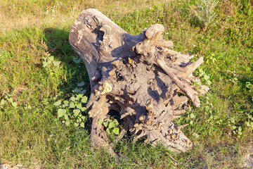 Stump with roots . Tree uprooted