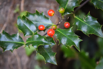 berries on a tree