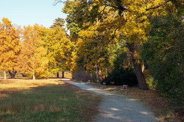 Obraz premium Footpath in a beautiful colorful autumn park