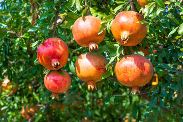 Ripening fruits of a pomegranate tree close up on a background of green foliage