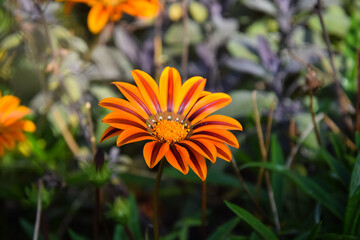 flower in the garden