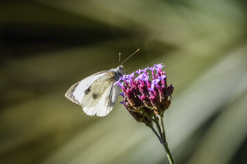 butterfly on flower