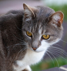Obraz premium Grey cat with hazelnut eyes staring at me in a Sydney Suburb 