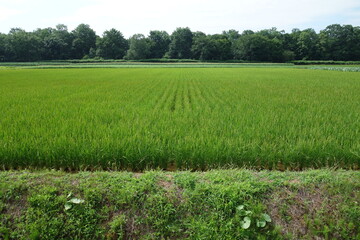 夏の田んぼの風景