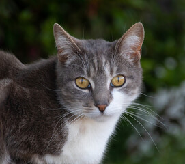 Naklejka na ściany i meble Grey cat with hazelnut eyes staring at me in a Sydney Suburb 