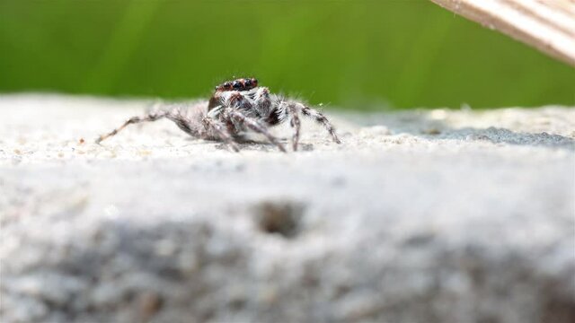 The jumping spiders (Menemerus) on a rock, Thailand. Menemerus spider is a genus of spiders in the family Salticidae.