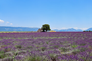 Obraz premium Stone house and a lonely tree in a lavender field on a background of mountains. Provence, France