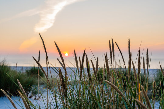 reeds at sunrise