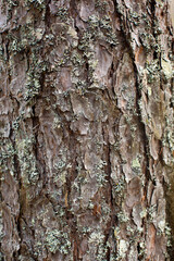 Pine bark texture. Strong tree trunk with old textured bark.