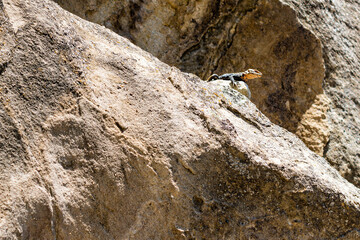 Lizard on the stone at Uplitsikhe, Georgia