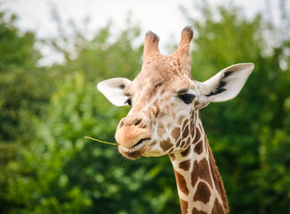 portrait of a giraffe