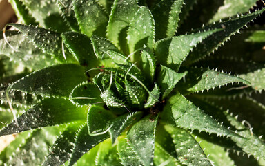 Succulent close-up in full frame. The concept of home plants.