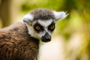 ring lemur