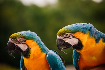 blue and yellow macaw