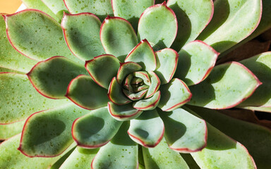 Succulent close-up in full frame. The concept of home plants.